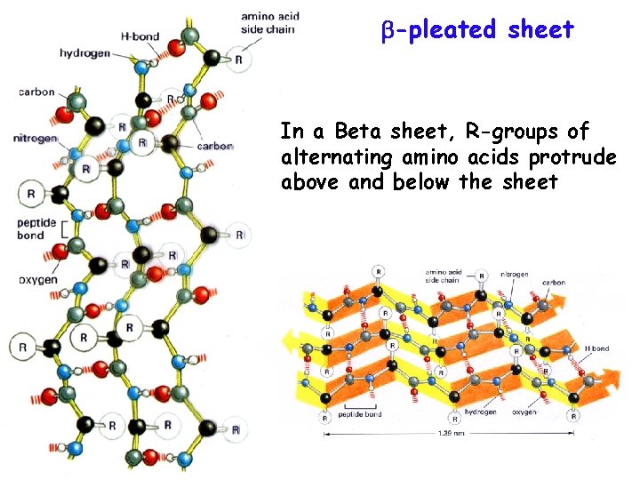  -pleated sheet In a Beta sheet, R-groups of alternating amino acids protrude above
