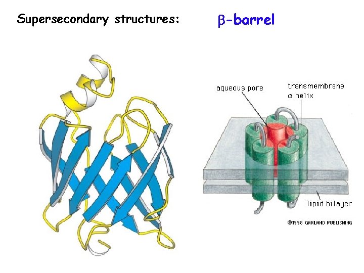 Supersecondary structures: -barrel 