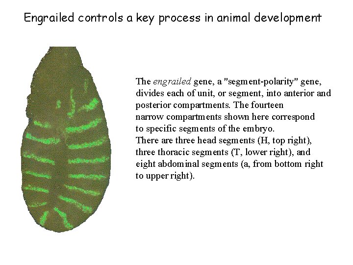 Engrailed controls a key process in animal development The engrailed gene, a "segment-polarity" gene,