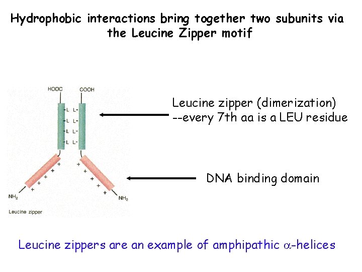 Hydrophobic interactions bring together two subunits via the Leucine Zipper motif Leucine zipper (dimerization)