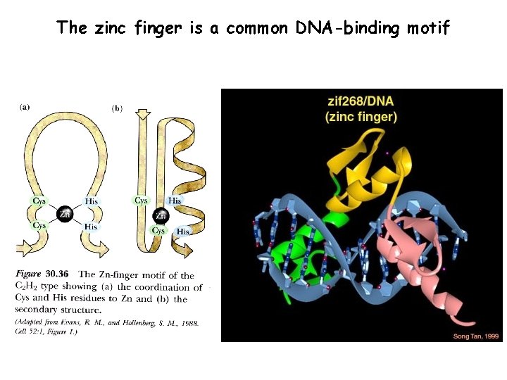 The zinc finger is a common DNA-binding motif 