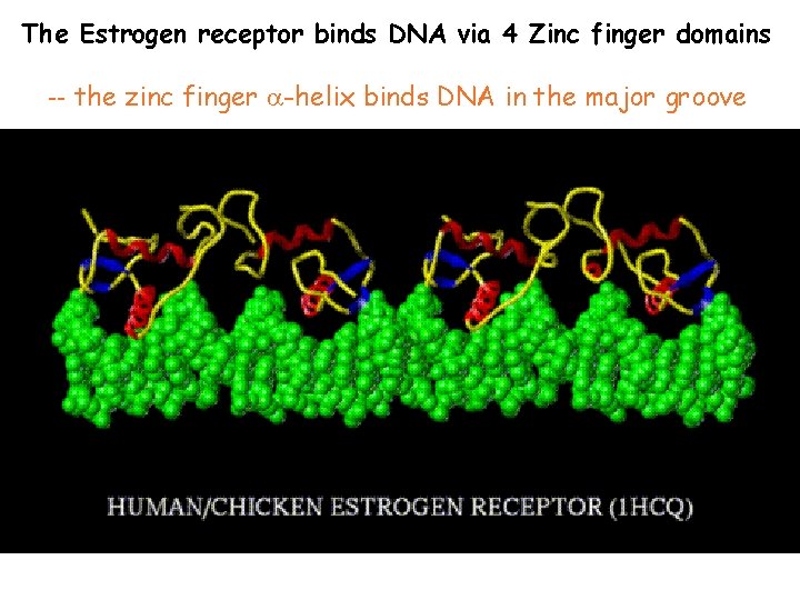 The Estrogen receptor binds DNA via 4 Zinc finger domains -- the zinc finger
