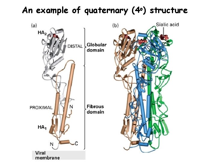 An example of quaternary (4 o) structure 