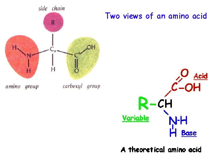 Two views of an amino acid 