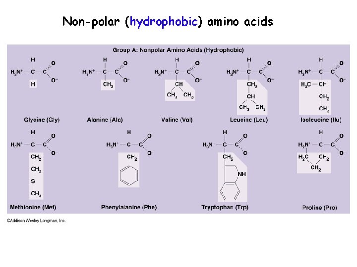 Non-polar (hydrophobic) amino acids 