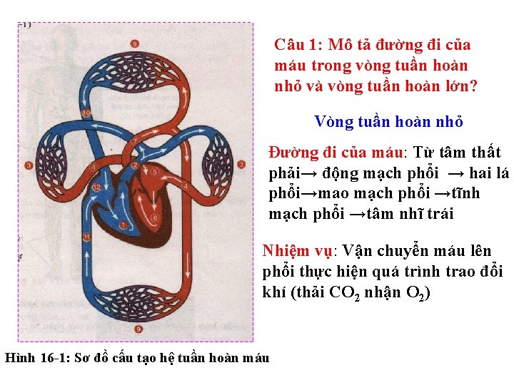 Câu 1: Mô tả đường đi của máu trong vòng tuần hoàn nhỏ và Câu 1: Mô tả đường đi của máu trong vòng tuần hoàn nhỏ và