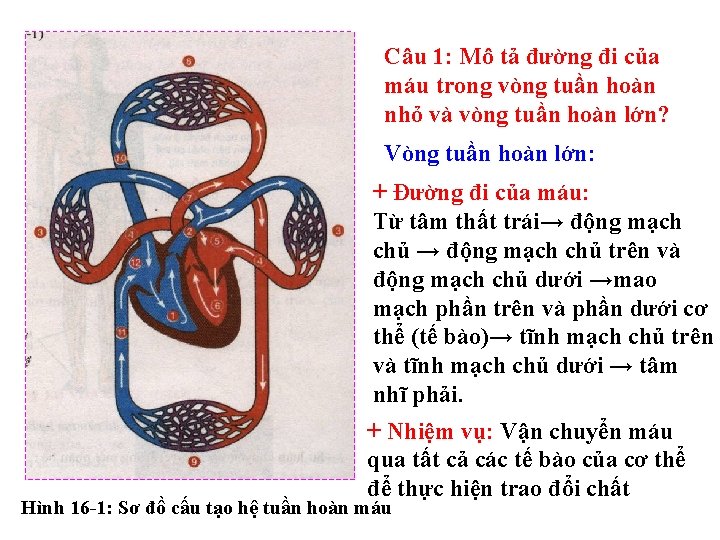 Câu 1: Mô tả đường đi của máu trong vòng tuần hoàn nhỏ và Câu 1: Mô tả đường đi của máu trong vòng tuần hoàn nhỏ và