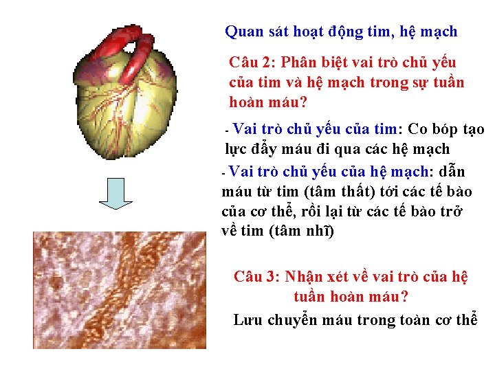 Quan sát hoạt động tim, hệ mạch Câu 2: Phân biệt vai trò chủ Quan sát hoạt động tim, hệ mạch Câu 2: Phân biệt vai trò chủ