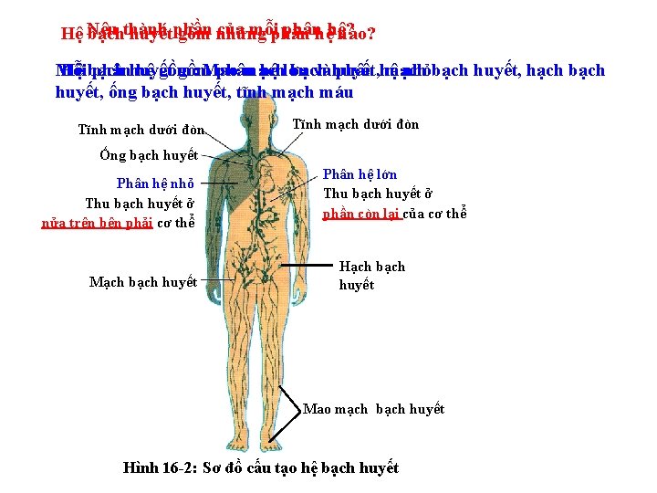 của mỗiphânhệhệ? Hệ Nêu bạchthành huyếtphần gồm những nào? Mỗi Hệ bạch phânhuyết hệ của mỗiphânhệhệ? Hệ Nêu bạchthành huyếtphần gồm những nào? Mỗi Hệ bạch phânhuyết hệ