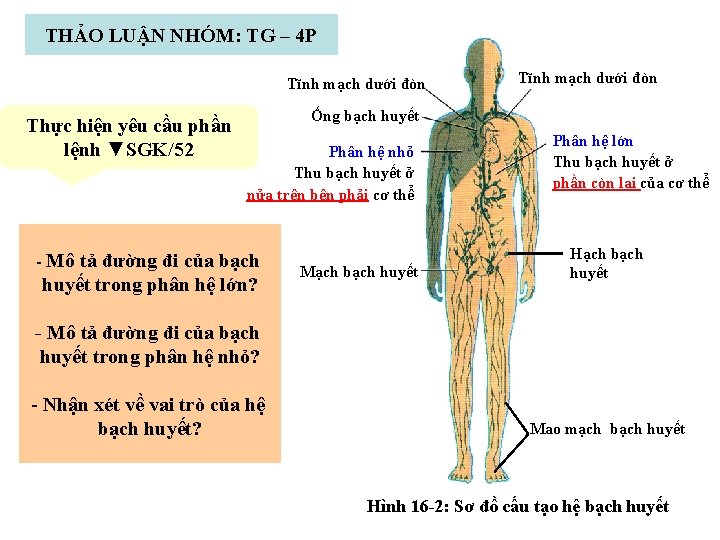THẢO LUẬN NHÓM: TG – 4 P Tĩnh mạch dưới đòn Thực hiện yêu THẢO LUẬN NHÓM: TG – 4 P Tĩnh mạch dưới đòn Thực hiện yêu