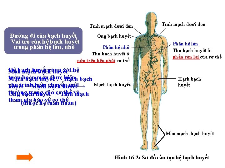 Tĩnh mạch dưới đòn Đường đi của bạch huyết Vai trò của hệ bạch Tĩnh mạch dưới đòn Đường đi của bạch huyết Vai trò của hệ bạch