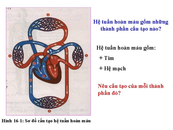 Hệ tuần hoàn máu gồm những thành phần cấu tạo nào? Hệ tuần hoàn Hệ tuần hoàn máu gồm những thành phần cấu tạo nào? Hệ tuần hoàn