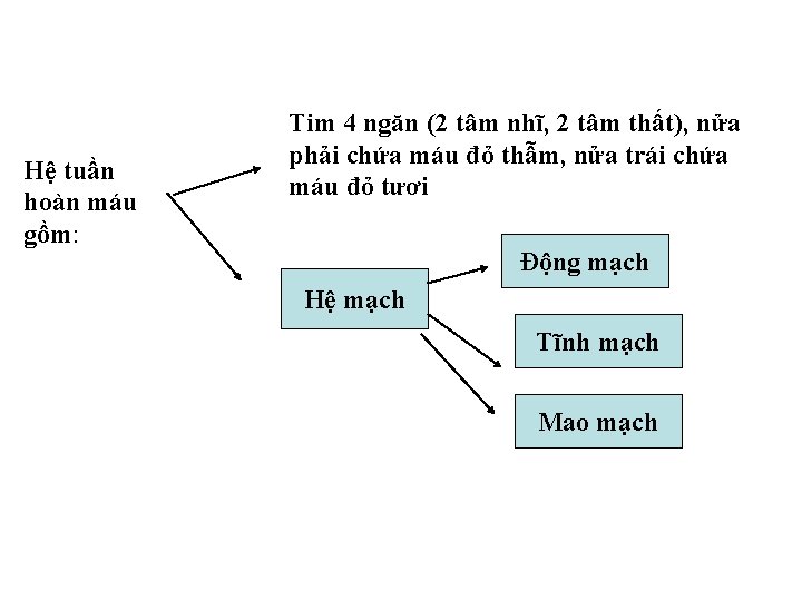 Hệ tuần hoàn máu gồm: Tim 4 ngăn (2 tâm nhĩ, 2 tâm thất), Hệ tuần hoàn máu gồm: Tim 4 ngăn (2 tâm nhĩ, 2 tâm thất),