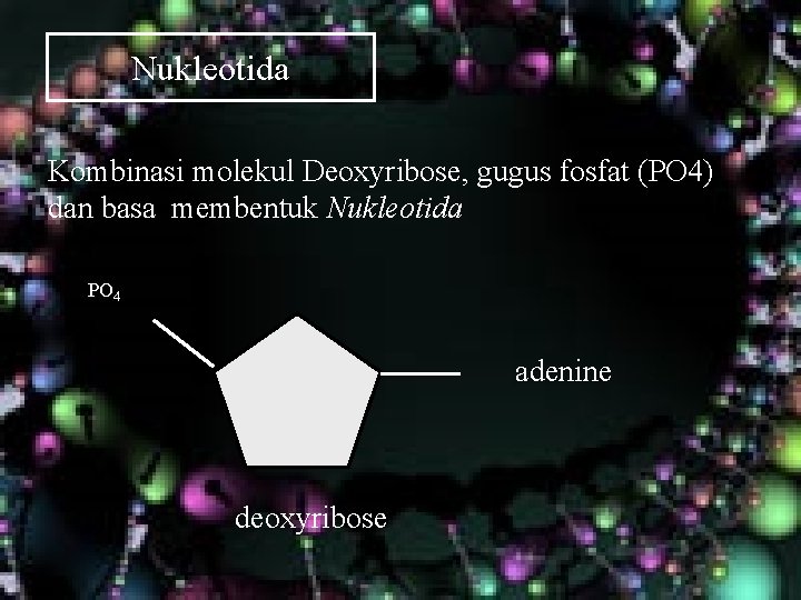 Nukleotida Kombinasi molekul Deoxyribose, gugus fosfat (PO 4) dan basa membentuk Nukleotida PO 4 Nukleotida Kombinasi molekul Deoxyribose, gugus fosfat (PO 4) dan basa membentuk Nukleotida PO 4