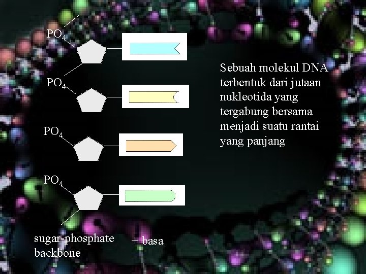 PO 4 Sebuah molekul DNA terbentuk dari jutaan nukleotida yang tergabung bersama menjadi suatu PO 4 Sebuah molekul DNA terbentuk dari jutaan nukleotida yang tergabung bersama menjadi suatu