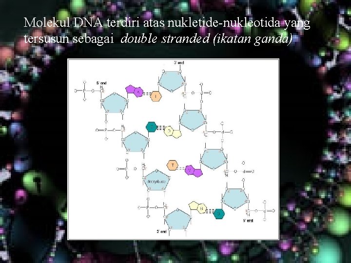 Molekul DNA terdiri atas nukletide-nukleotida yang tersusun sebagai double stranded (ikatan ganda) Molekul DNA terdiri atas nukletide-nukleotida yang tersusun sebagai double stranded (ikatan ganda)