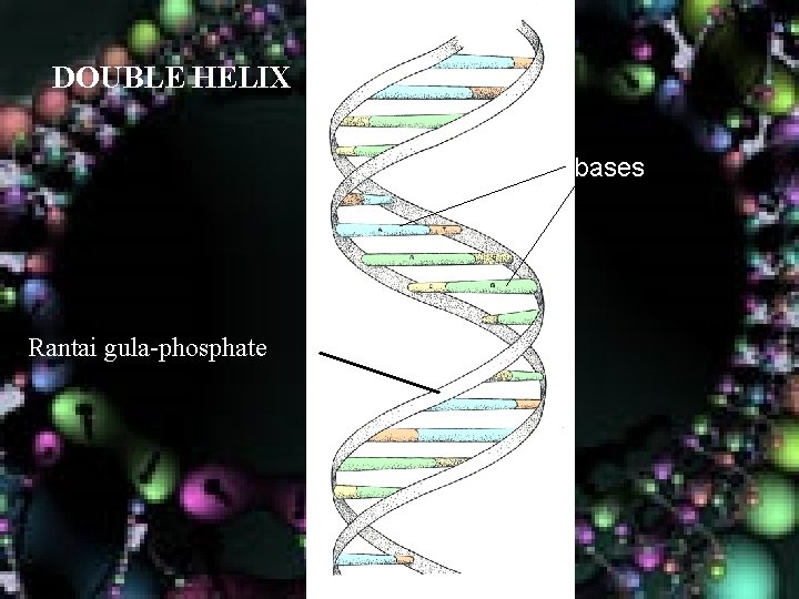 14 DOUBLE HELIX bases Rantai gula-phosphate 14 DOUBLE HELIX bases Rantai gula-phosphate