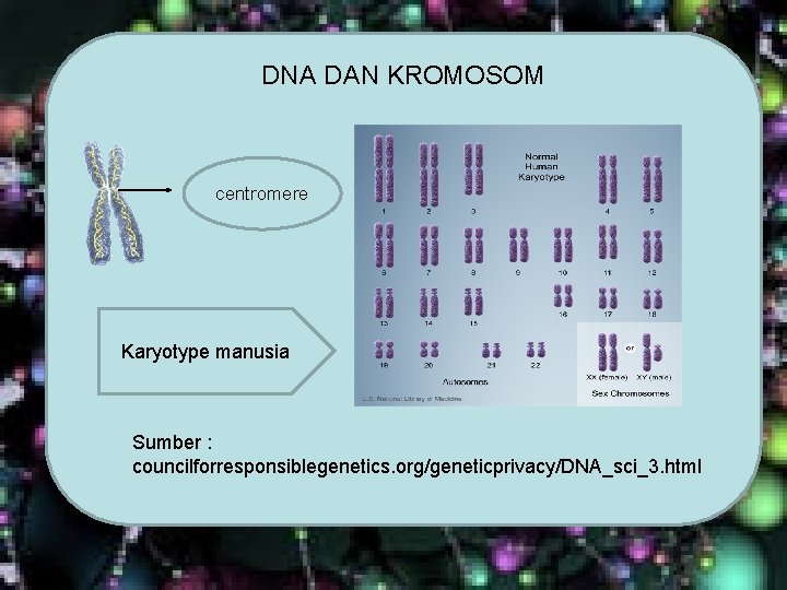 DNA DAN KROMOSOM centromere Karyotype manusia Sumber : councilforresponsiblegenetics. org/geneticprivacy/DNA_sci_3. html DNA DAN KROMOSOM centromere Karyotype manusia Sumber : councilforresponsiblegenetics. org/geneticprivacy/DNA_sci_3. html
