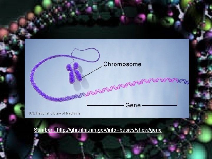 Sumber : http: //ghr. nlm. nih. gov/info=basics/show/gene Sumber : http: //ghr. nlm. nih. gov/info=basics/show/gene
