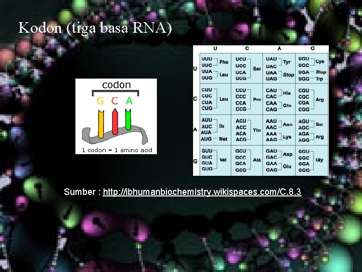 Kodon (tiga basa RNA) Sumber : http: //ibhumanbiochemistry. wikispaces. com/C. 8. 3 Kodon (tiga basa RNA) Sumber : http: //ibhumanbiochemistry. wikispaces. com/C. 8. 3