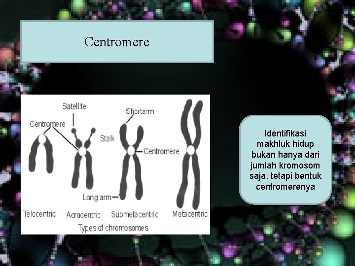 Centromere Identifikasi makhluk hidup bukan hanya dari jumlah kromosom saja, tetapi bentuk centromerenya Centromere Identifikasi makhluk hidup bukan hanya dari jumlah kromosom saja, tetapi bentuk centromerenya