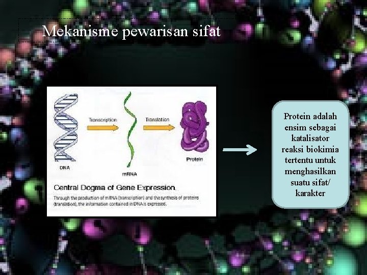 Mekanisme pewarisan sifat Protein adalah ensim sebagai katalisator reaksi biokimia tertentu untuk menghasilkan suatu Mekanisme pewarisan sifat Protein adalah ensim sebagai katalisator reaksi biokimia tertentu untuk menghasilkan suatu