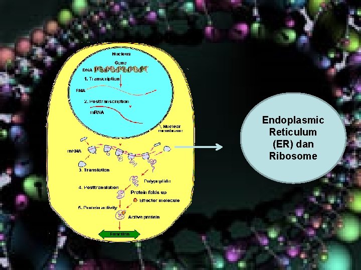 Endoplasmic Reticulum (ER) dan Ribosome Endoplasmic Reticulum (ER) dan Ribosome