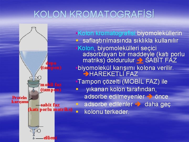 KOLON KROMATOGRAFİSİ • Kolon kromatografisi: biyomoleküllerin § saflaştırılmasında sıklıkla kullanılır • Kolon, biyomolekülleri seçici