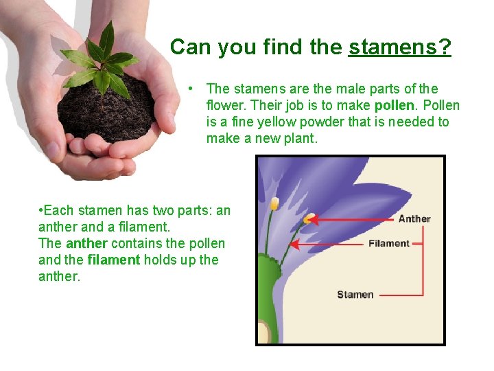 Can you find the stamens? • The stamens are the male parts of the