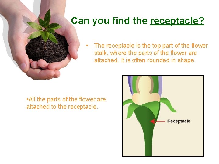 Can you find the receptacle? • The receptacle is the top part of the