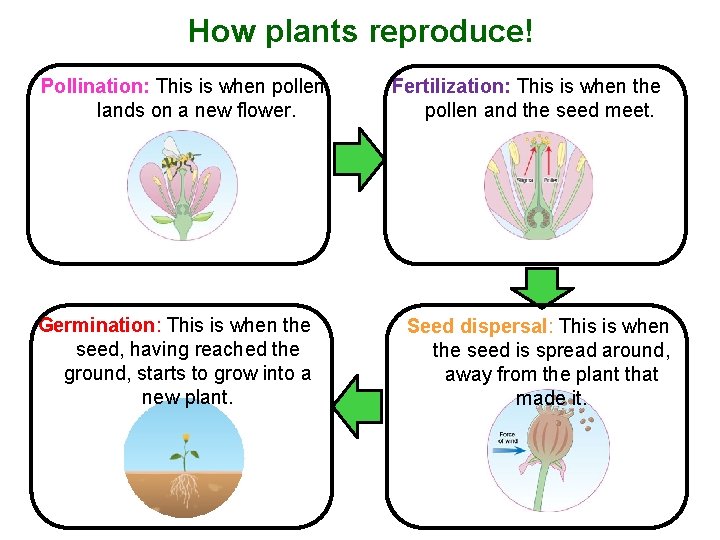 How plants reproduce! Pollination: This is when pollen lands on a new flower. Germination: