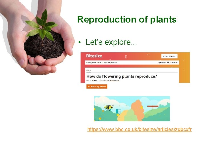 Reproduction of plants • Let’s explore. . . https: //www. bbc. co. uk/bitesize/articles/zqbcxfr 