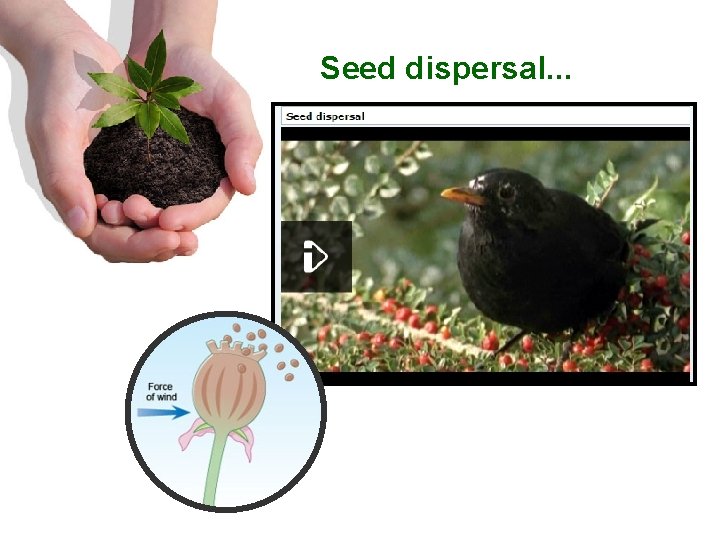 Seed dispersal. . . 