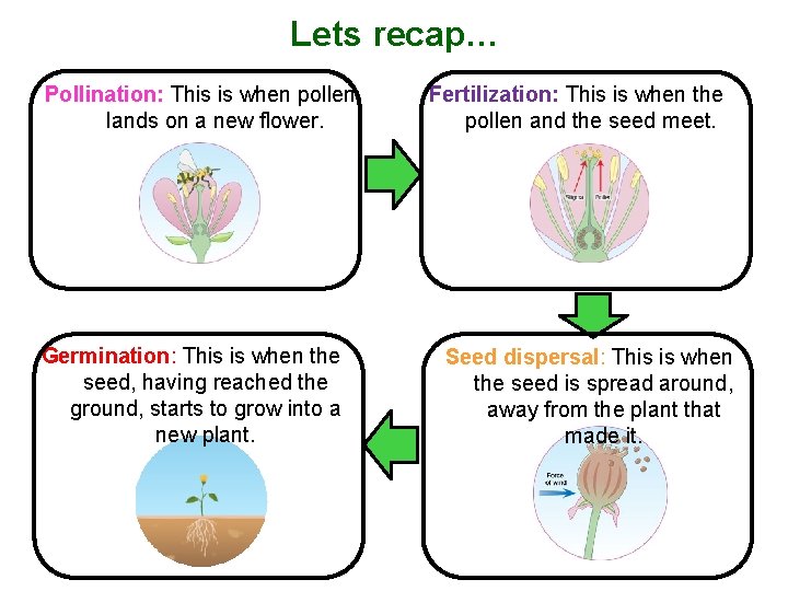 Lets recap… Pollination: This is when pollen lands on a new flower. Germination: This