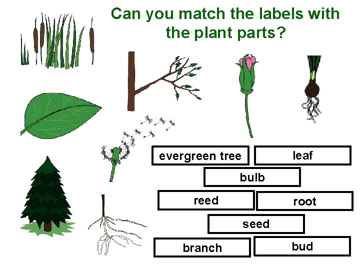 Can you match the labels with the plant parts? leaf evergreen tree bulb reed
