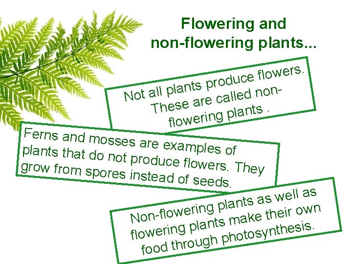 Flowering and non-flowering plants. . s r e w o l f e c