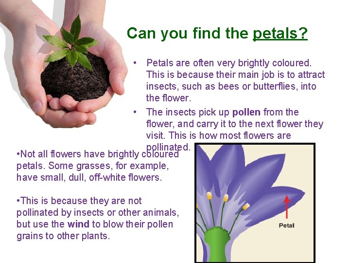 Can you find the petals? • Petals are often very brightly coloured. This is