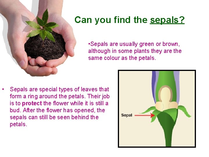 Can you find the sepals? • Sepals are usually green or brown, although in