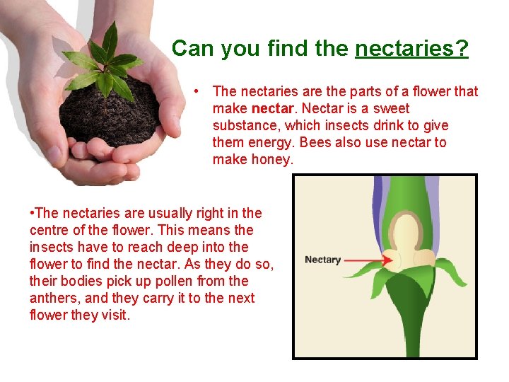 Can you find the nectaries? • The nectaries are the parts of a flower