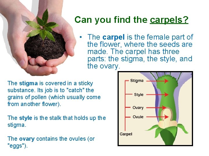 Can you find the carpels? • The carpel is the female part of the