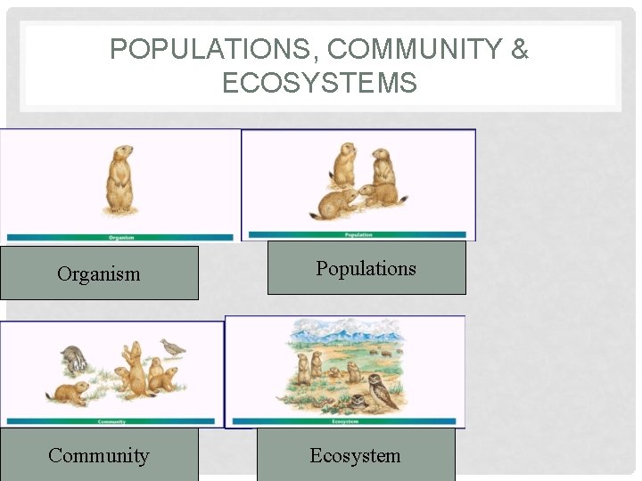 POPULATIONS, COMMUNITY & ECOSYSTEMS Organism Community Populations Ecosystem 