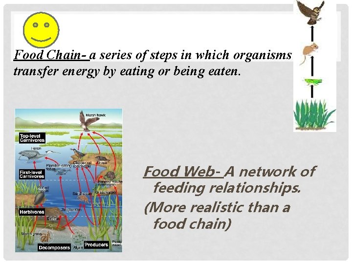 Food Chain- a series of steps in which organisms transfer energy by eating or