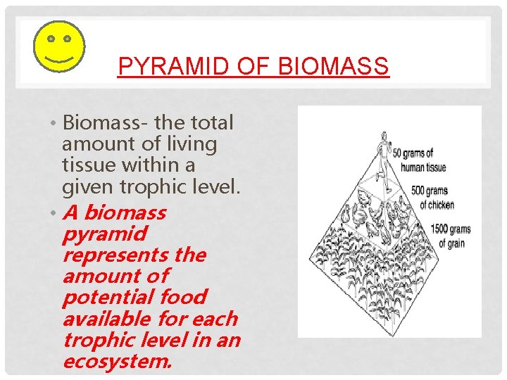 PYRAMID OF BIOMASS • Biomass- the total amount of living tissue within a given