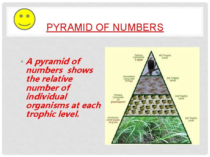 PYRAMID OF NUMBERS • A pyramid of numbers shows the relative number of individual