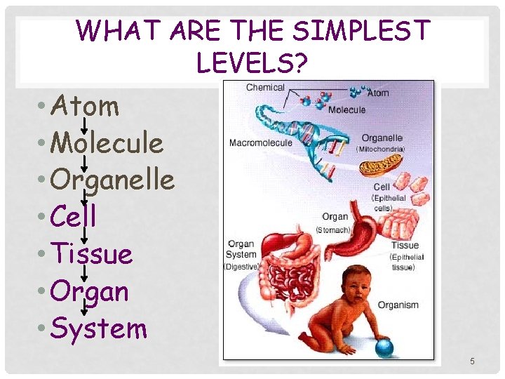 WHAT ARE THE SIMPLEST LEVELS? • Atom • Molecule • Organelle • Cell •