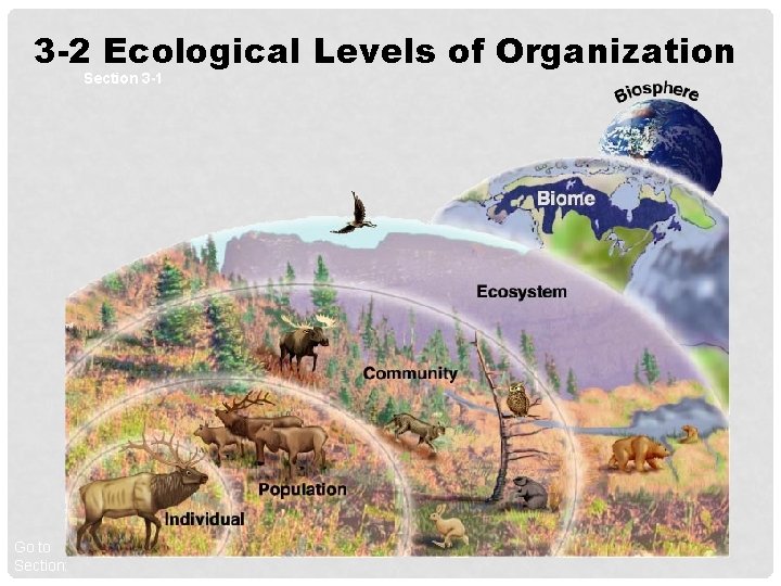 3 -2 Ecological Levels of Organization Section 3 -1 Go to Section: 