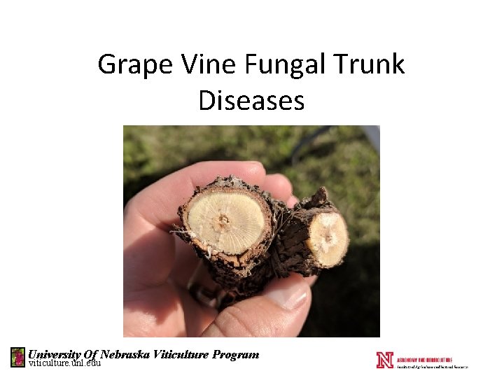 Grape Vine Fungal Trunk Diseases University Of Nebraska Viticulture Program viticulture. unl. edu 