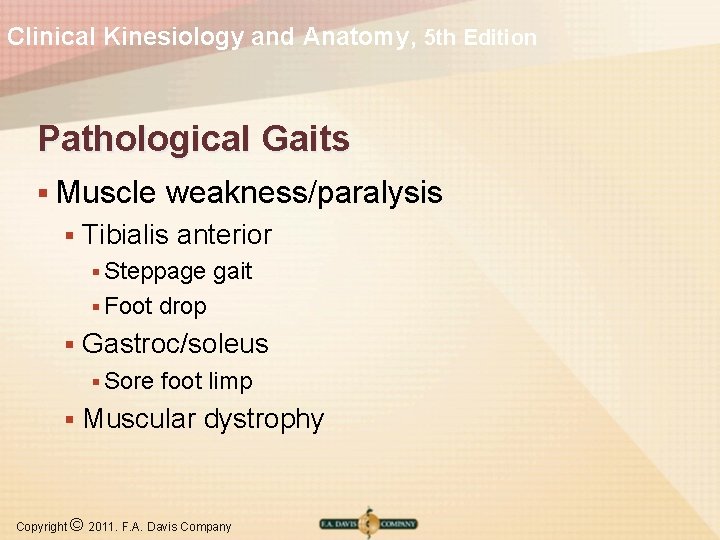Clinical Kinesiology and Anatomy, 5 th Edition Pathological Gaits § Muscle § weakness/paralysis Tibialis