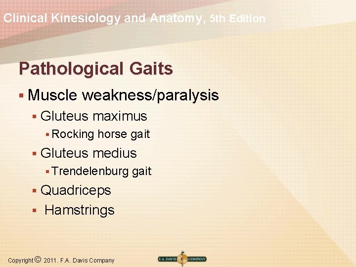 Clinical Kinesiology and Anatomy, 5 th Edition Pathological Gaits § Muscle § weakness/paralysis Gluteus