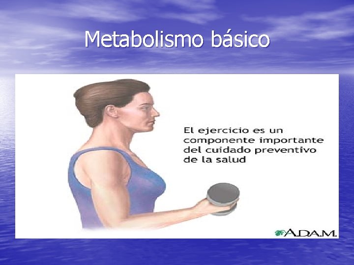 Metabolismo básico 